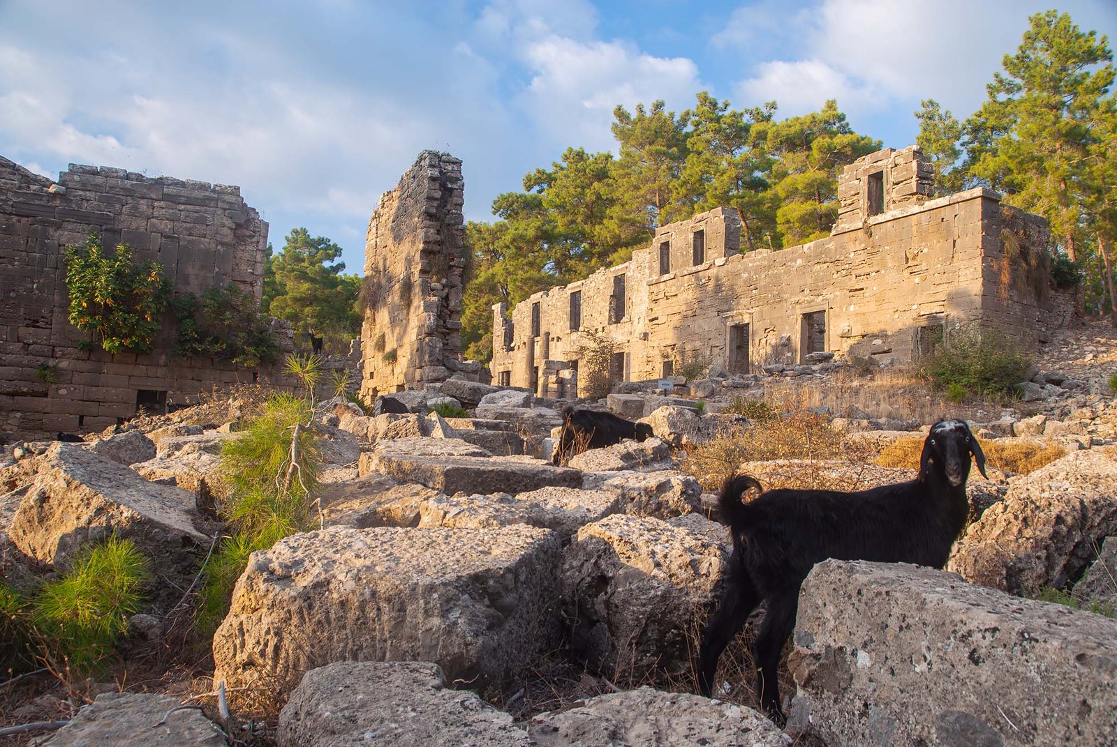 Home seleukia lyrbe ancient agora goats turkey